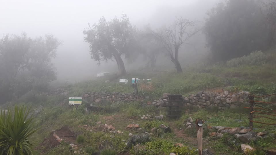 κυψέλες-στην-ομίχλη